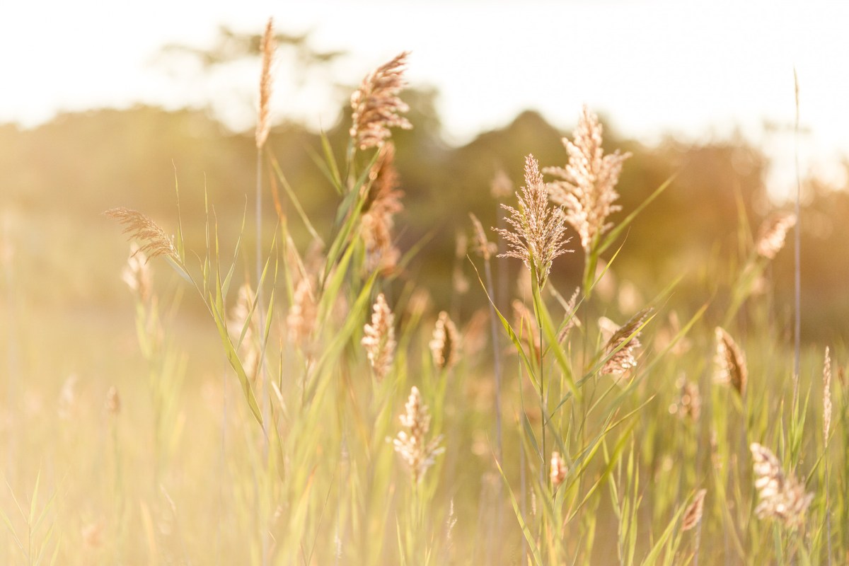 Nyssa and Pedro's Glamping Inspired Thompson Island Wedding on The Boston Bride