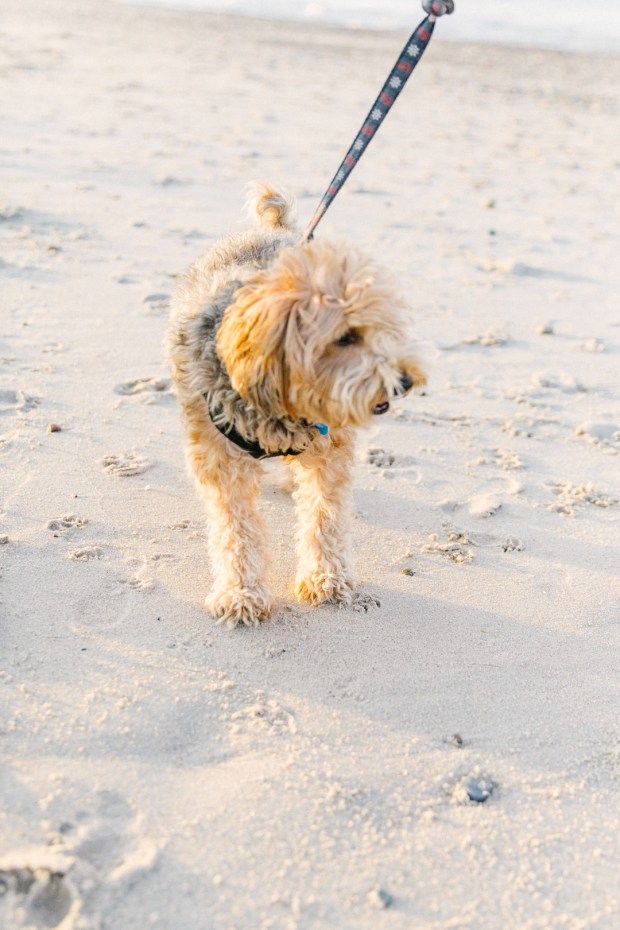 Lewis_Schaub_AlishaNordenPhotography_rexhamebeachengagementsessionalishanordenphotography10_big