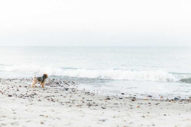 Lewis_Schaub_AlishaNordenPhotography_rexhamebeachengagementsessionalishanordenphotography116_big